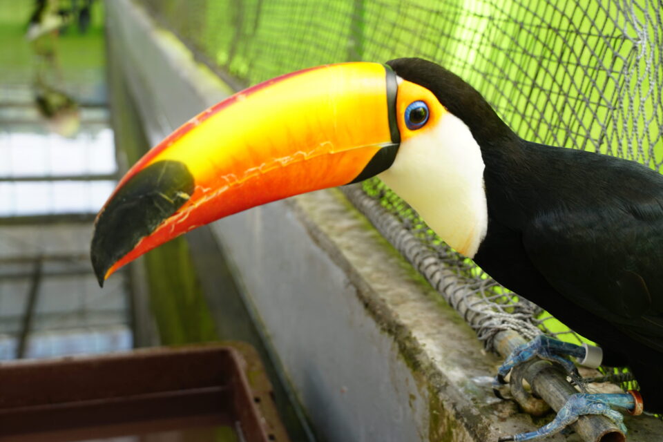 こんなに近くで未知の鳥たちと触れ合える 掛川花鳥園 のショー エサやり体験が超絶楽しい ぼっち暮らし